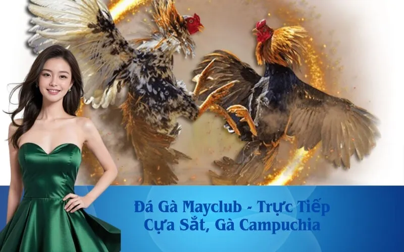 Đá Gà Mayclub - Trực Tiếp Cựa Sắt, Gà Campuchia