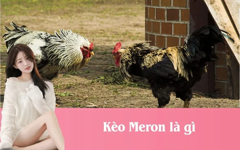 Kèo Meron là già