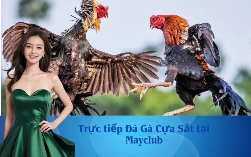 Trực tiếp Đá Gà Cựa Sắt tại Mayclub