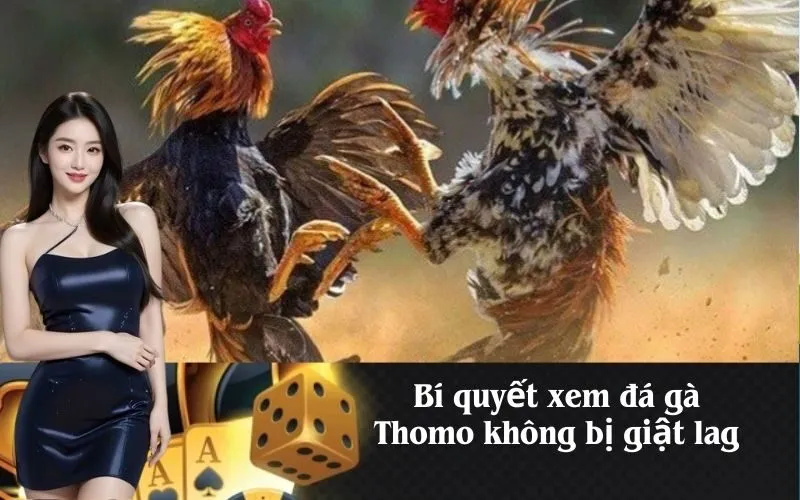 Bí quyết xem đá gà Thomo không bị giật lag