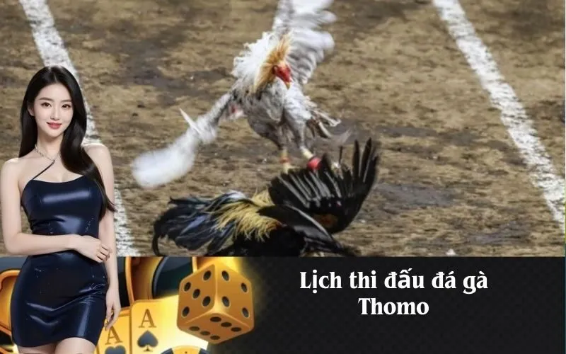 Lịch thi đấu đá gà Thomo