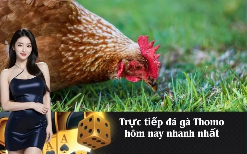 Trực tiếp đá gà Thomo hôm nay nhanh nhất